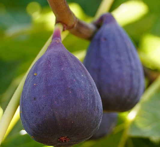 Fig Tree Planting And Care