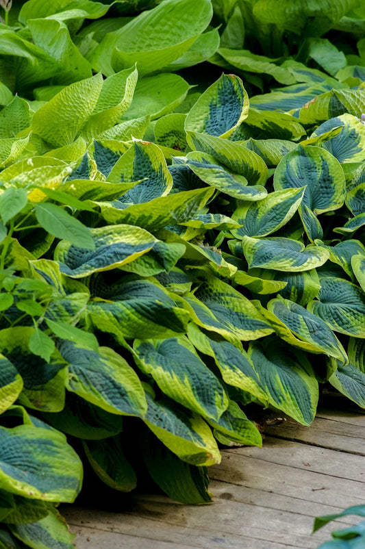 Hosta Planting Guide