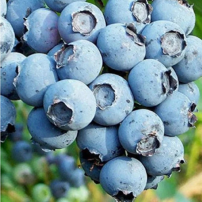 Our Blueberry Collection