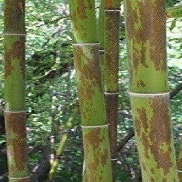 Our Giant Timber Bamboo Collection