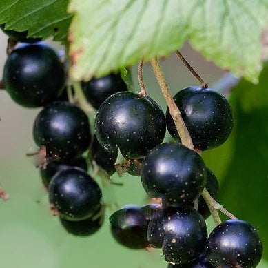 Our Currant Collection