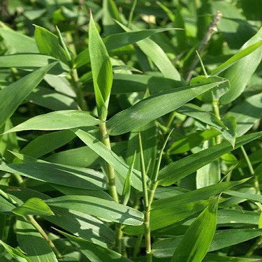 Our Dwarf Bamboo Collection