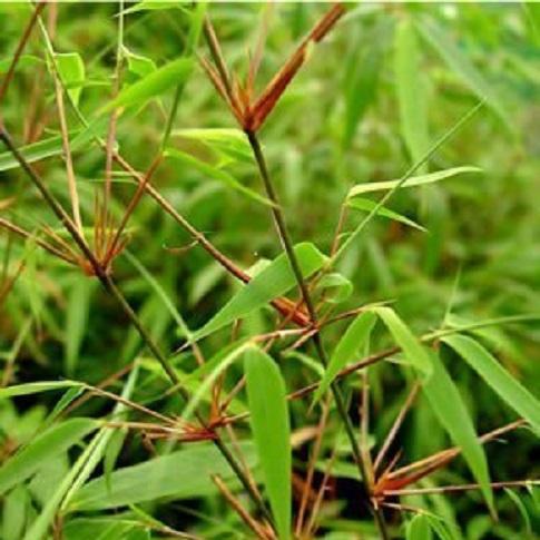 Our Clumping Bamboo Collection