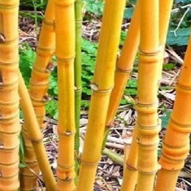 This Man Grows Golden Bamboo Along With 140+ Other Bamboo Species