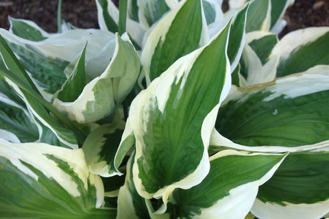 Our Hosta Collection