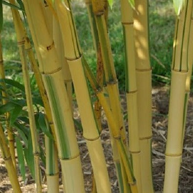 Our Clumping Bamboo
