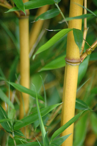 Bamboo  | Fast-Growing Privacy Plants
