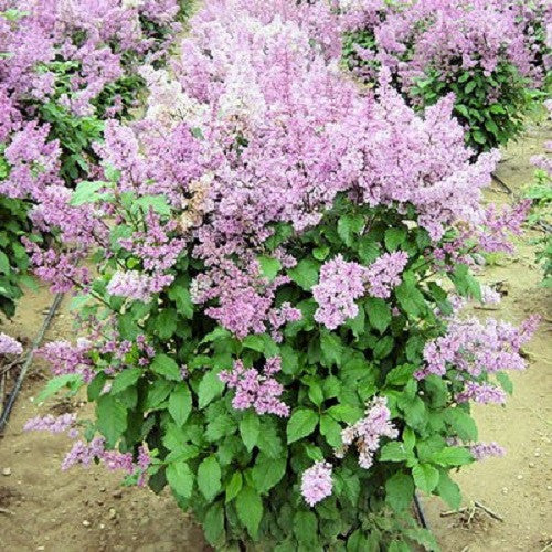 Our Lilac Collection