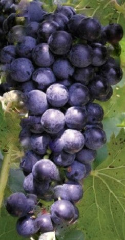 Our Grape Collection