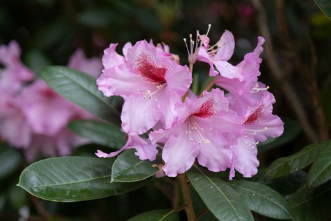 Our Rhododendron Collection
