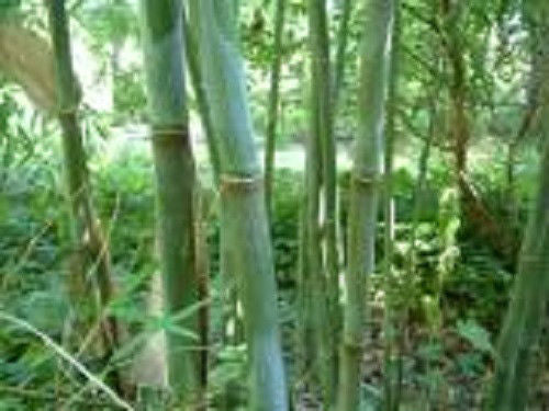 Box of 3 Borinda angustisima clumping bamboo plants, hardy to 12f.