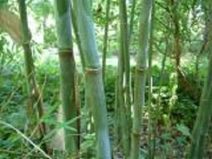 Box of 3 Borinda angustisima clumping bamboo plants, hardy to 12f.