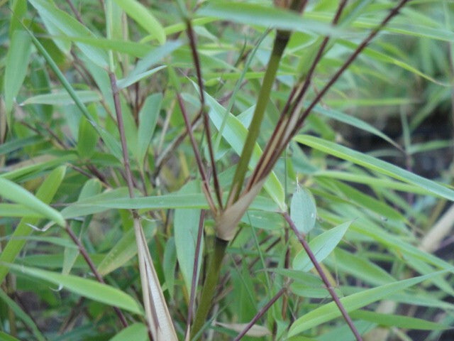 Fargesia ‘Rufa’,Sunset Glow clumping bamboo non running, great hedge or specimen