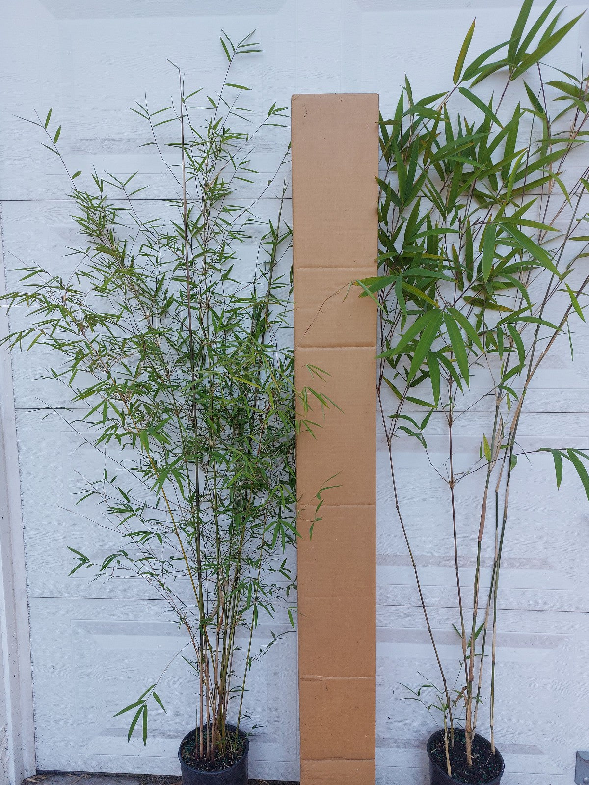 Bambusa Multiplex Clumping Bamboo, #1 Size Live Plant