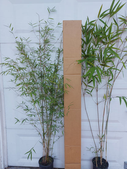 Bambusa Multiplex Clumping Bamboo, #1 Size Live Plant