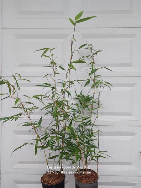 Fargesia robusta 'Wolong' Live Clumping Bamboo Plant For Hedge Or Specimen.
