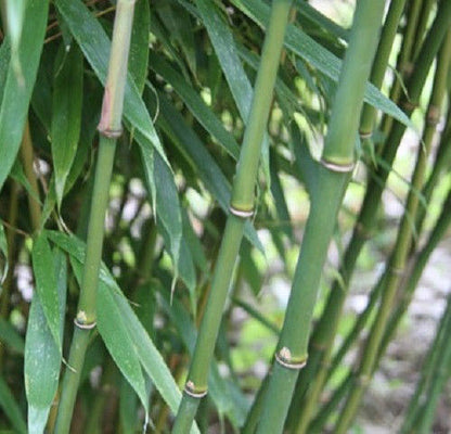 Fargesia robusta 'Wolong' Live Clumping Bamboo Plant For Hedge Or Specimen.