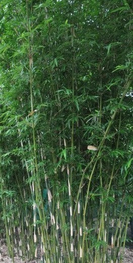 Bambusa Multiplex Clumping Bamboo, #1 Size Live Plant