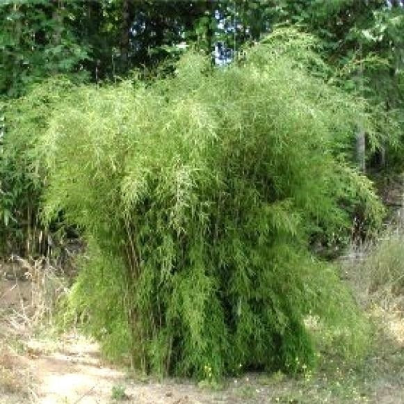 Box of 3 Borinda angustisima clumping bamboo plants, hardy to 12f.