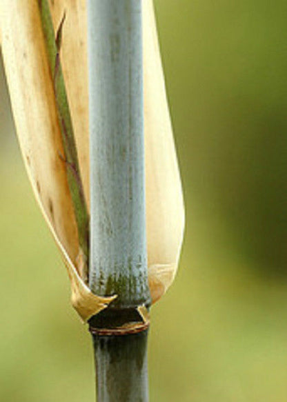 Box of 3 Borinda angustisima clumping bamboo plants, hardy to 12f.