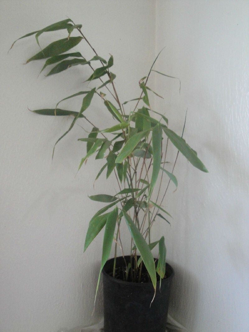 Fargesia robusta 'Wolong' Live Clumping Bamboo Plant For Hedge Or Specimen.