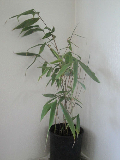 Fargesia robusta 'Wolong' Live Clumping Bamboo Plant For Hedge Or Specimen.