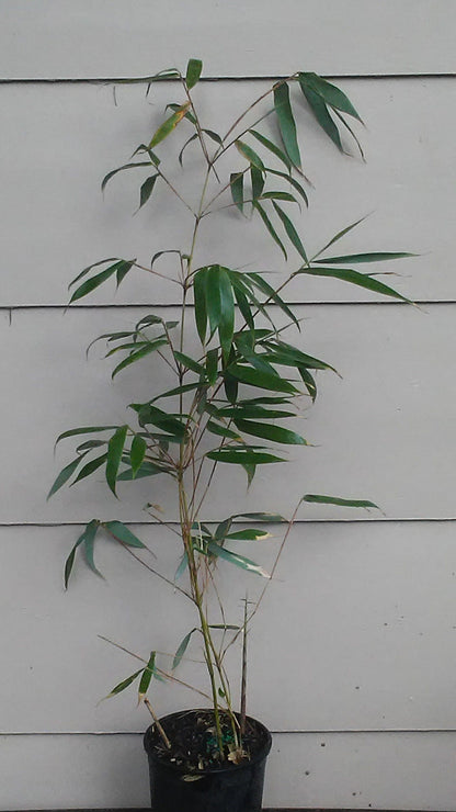 Fargesia robusta 'Wolong' Live Clumping Bamboo Plant For Hedge Or Specimen.