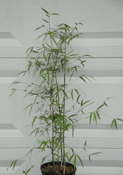 Box of 3 Borinda angustisima clumping bamboo plants, hardy to 12f.