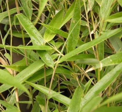 Fargesia robusta 'Wolong' Live Clumping Bamboo Plant For Hedge Or Specimen.