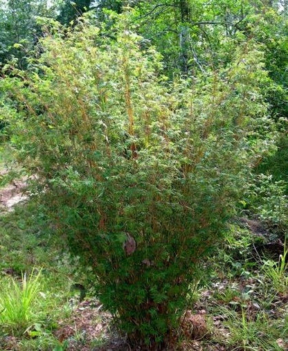 Bambusa Multiplex Clumping Bamboo, #1 Size Live Plant