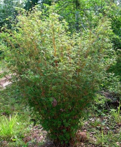 Bambusa Multiplex Clumping Bamboo, #1 Size Live Plant