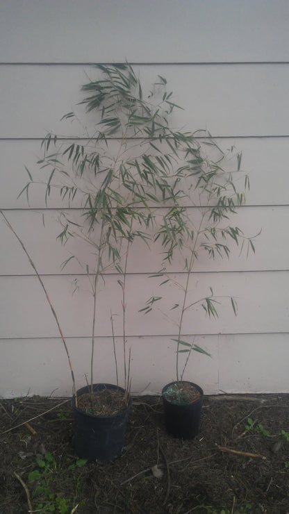 Fargesia Denudata Bamboo