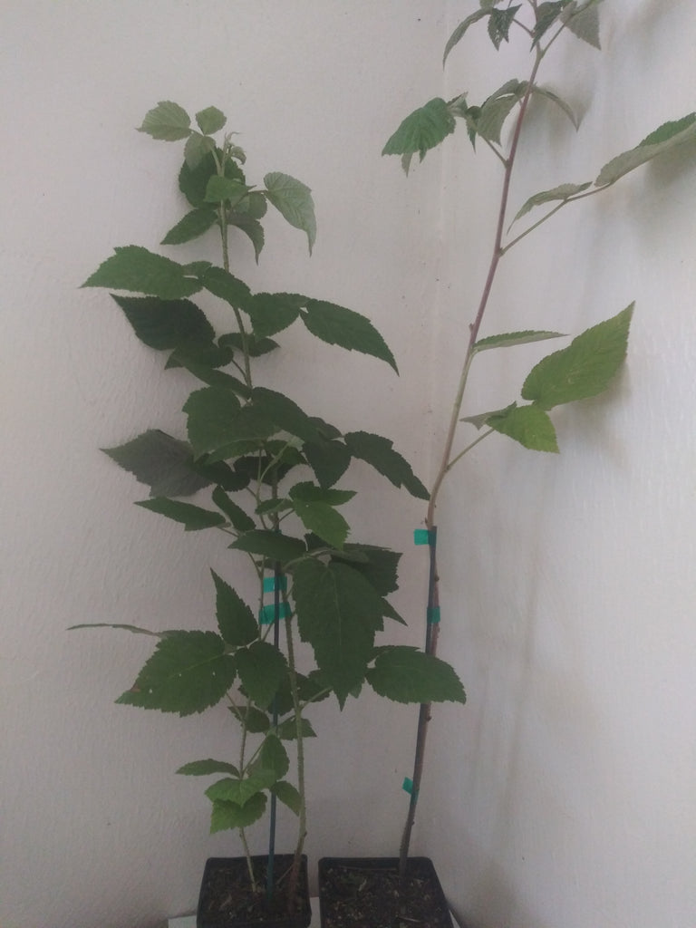 Buy Online Latham Red Raspberry Fruit Plants For Your Home And Garden ...