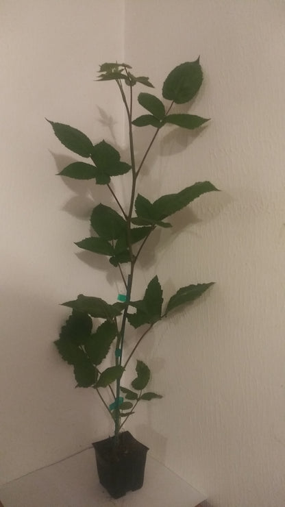 Latham Red Raspberry