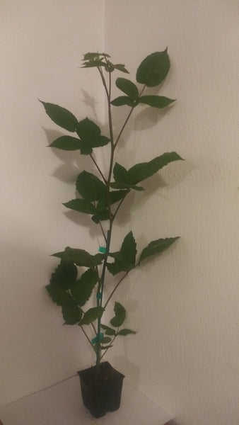 Buy Online Latham Red Raspberry Fruit Plants For Your Home And Garden ...