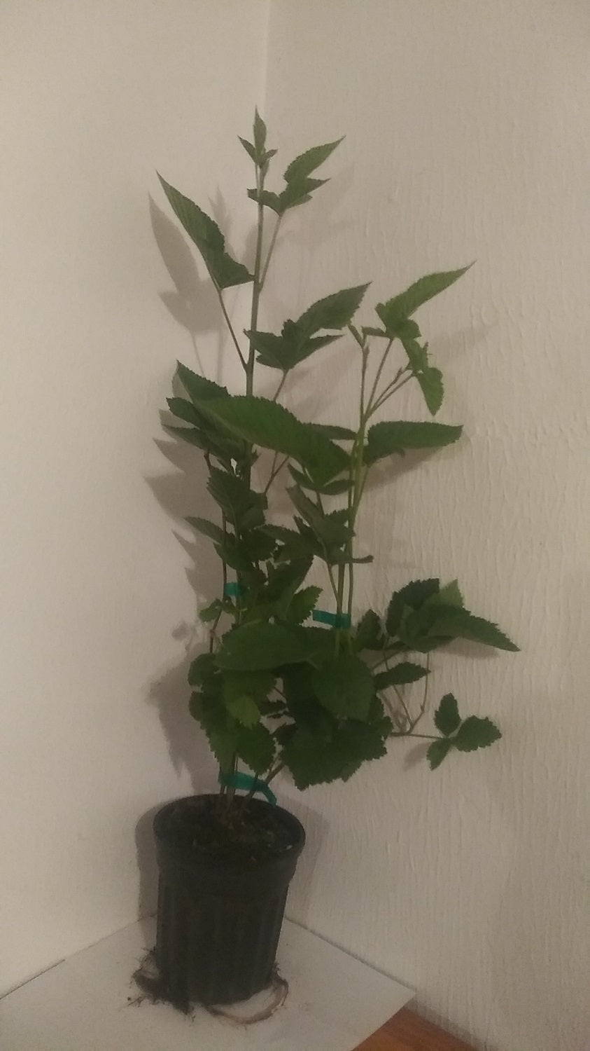 pot size for raspberry plant Buy Online Latham Red Raspberry Fruit Plants For Your Home And Garden. – Maya Gardens, Inc