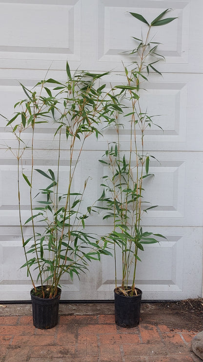 Phyllostachys aureosulcata ‘Aureocaulis’, Golden Crookstem Bamboo
