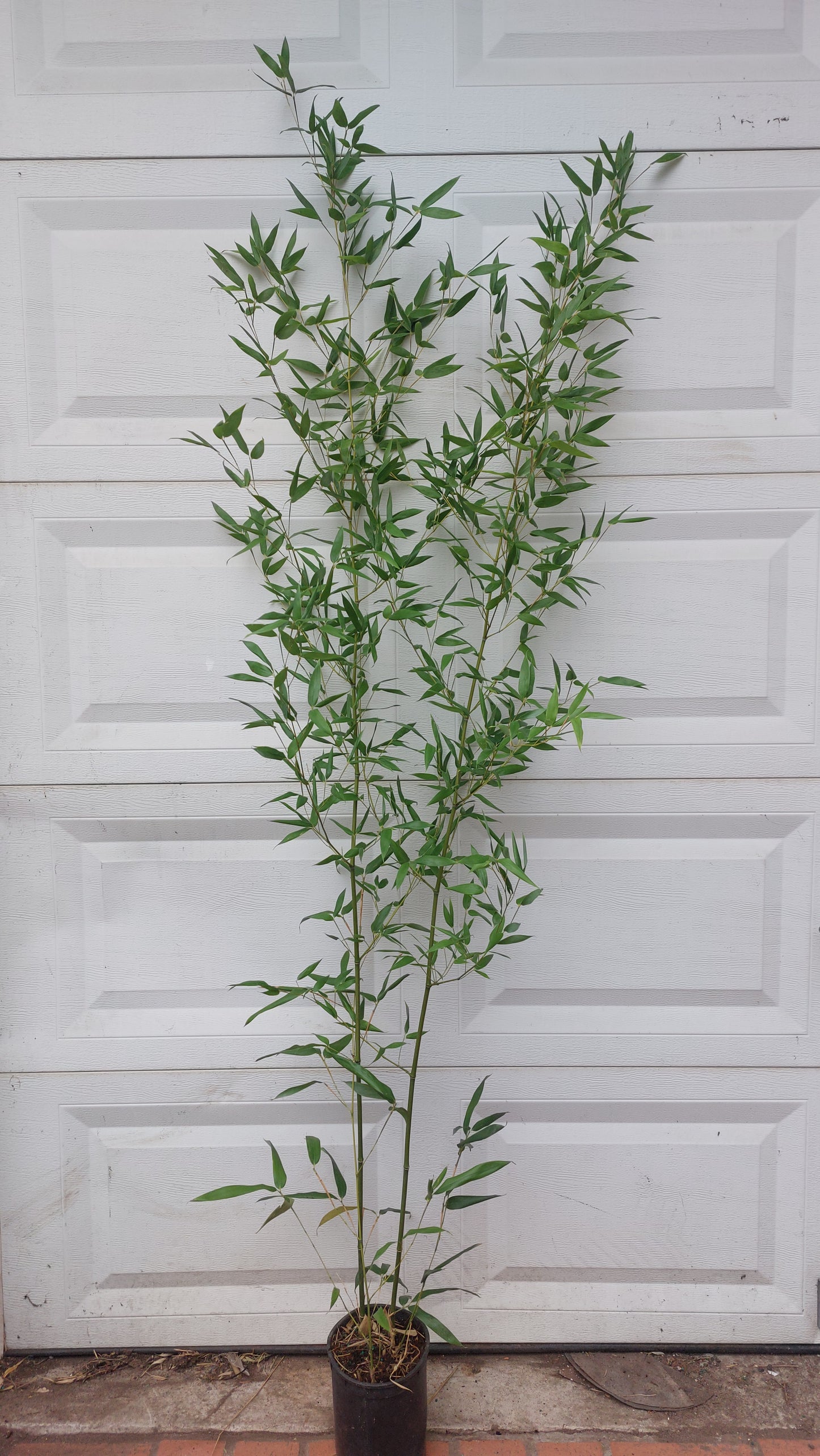 Phyllostachys Atrovaginata 'Incense Bamboo'