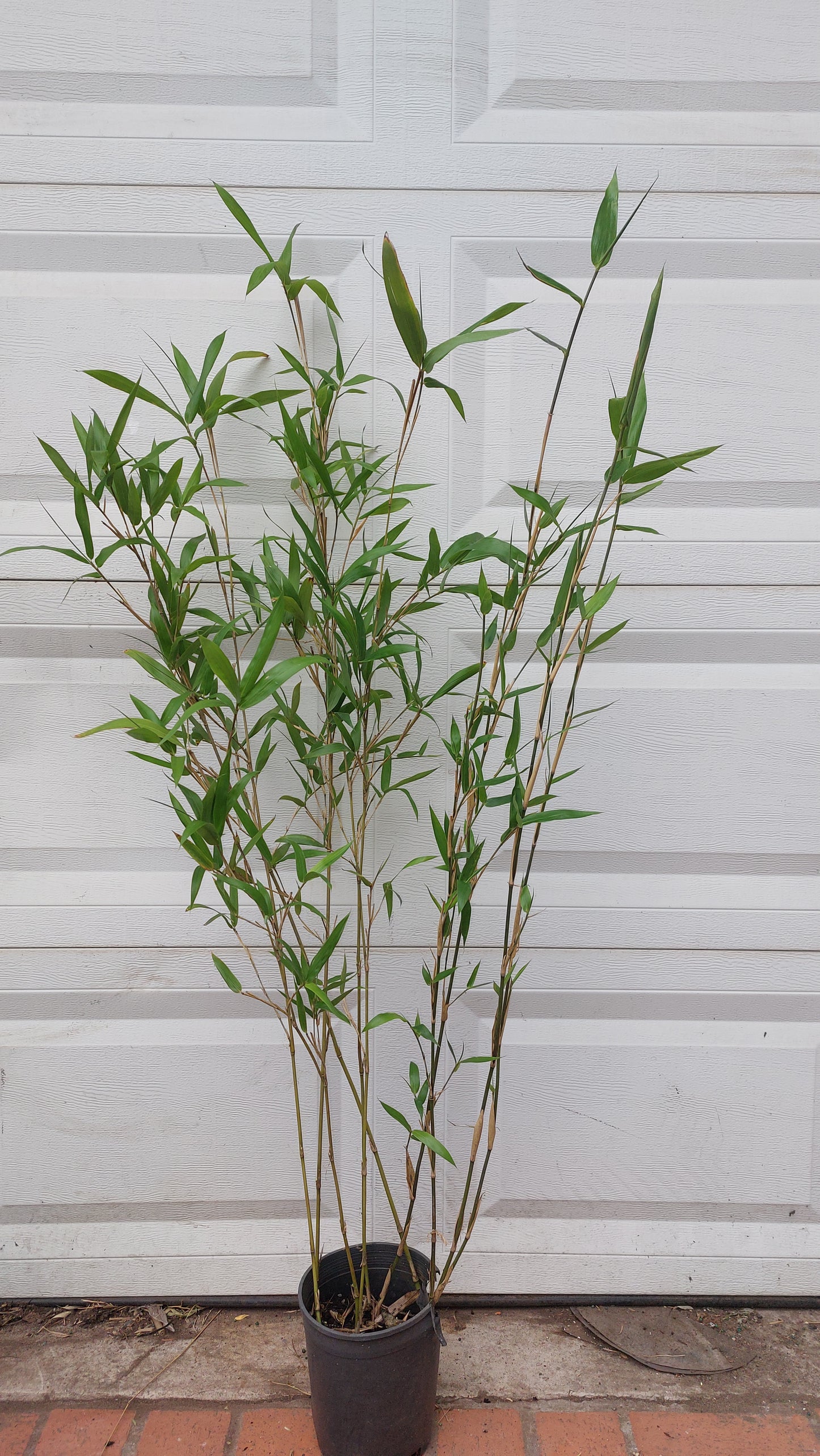 Arundinaria 'Gigantea' River Cane Bamboo