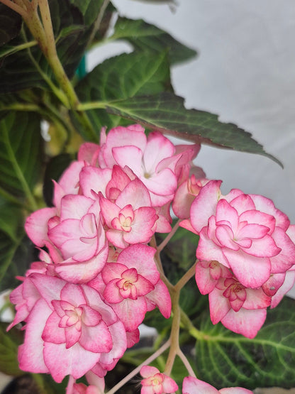 Miss Saori Bigleaf Hydrangea Plant Live – Cold Hardy Compact Shrub – Double White & Pink Picotee Flowers – Zone 5–9 Garden Plant