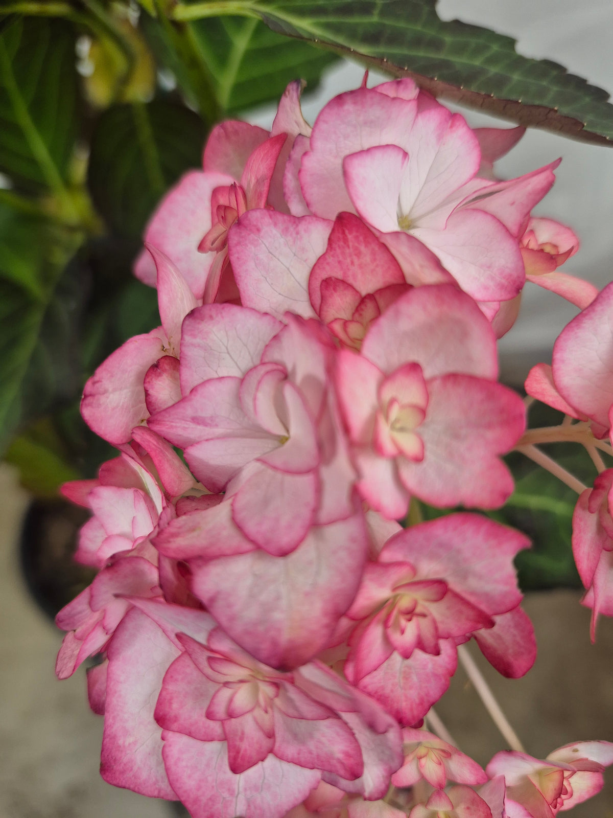 Miss Saori Bigleaf Hydrangea Plant Live – Cold Hardy Compact Shrub – Double White & Pink Picotee Flowers – Zone 5–9 Garden Plant