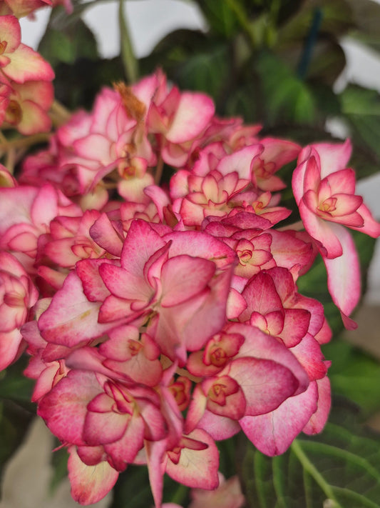 Miss Saori Bigleaf Hydrangea Plant Live – Cold Hardy Compact Shrub – Double White & Pink Picotee Flowers – Zone 5–9 Garden Plant