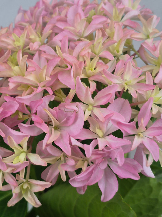 Inspire Hydrangea