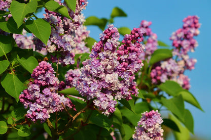 Adelaide Dunbar French Lilac – Cold Hardy Deep Purple Shrub – Fragrant – Zone 3-9
