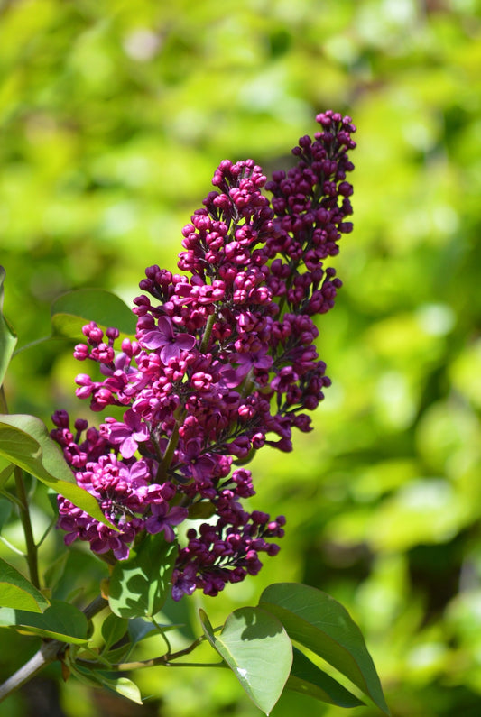 Adelaide Dunbar French Lilac – Cold Hardy Deep Purple Shrub – Fragrant – Zone 3-9