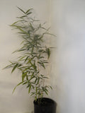Phyllostachys Rubromarginata Red Margin Bamboo