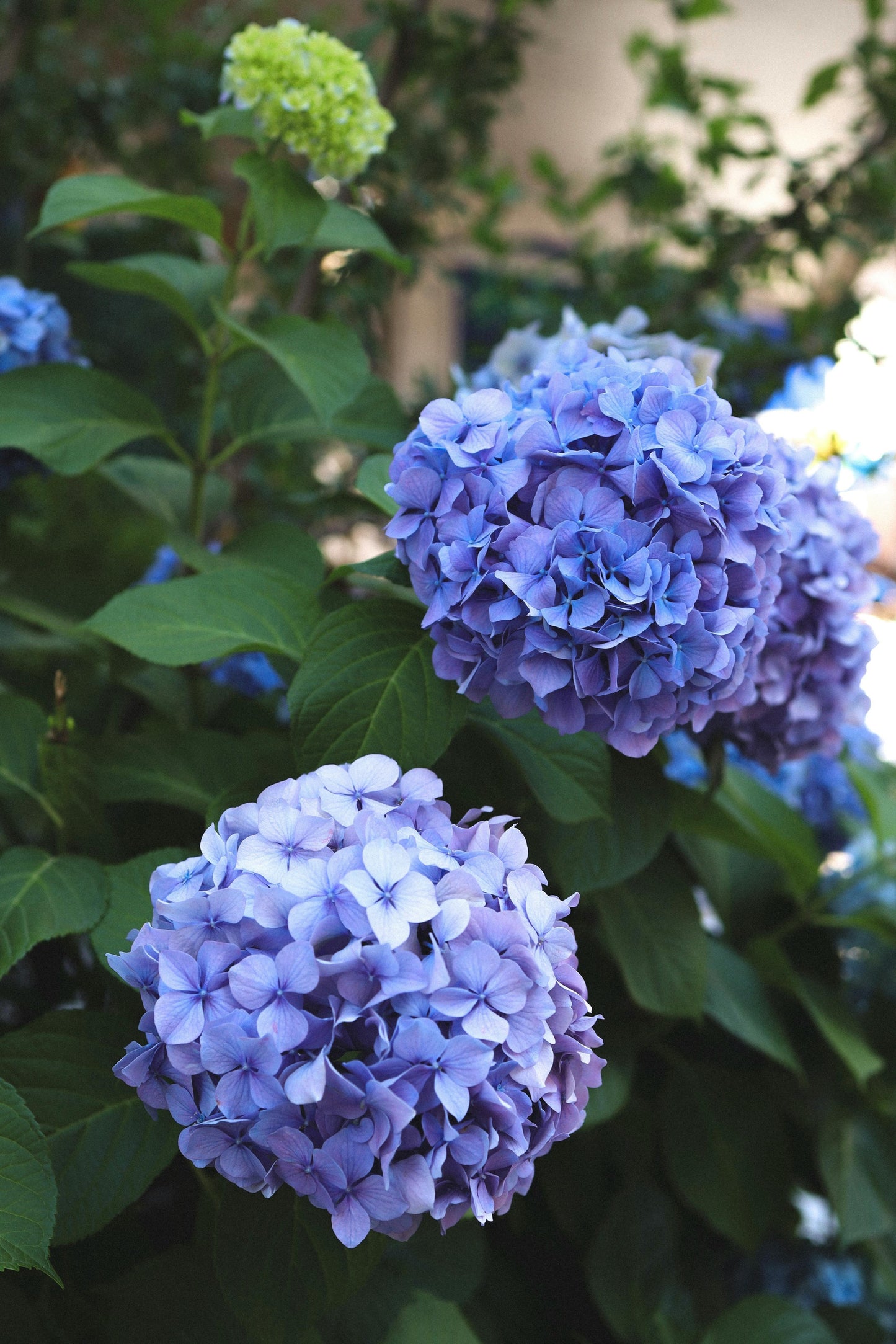 All Summer Beauty Bigleaf Hydrangea