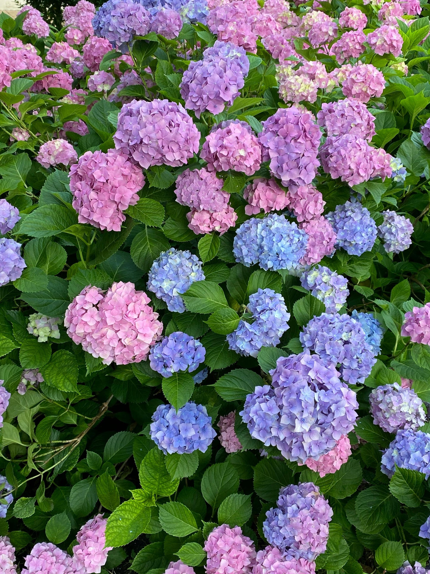 All Summer Beauty Bigleaf Hydrangea