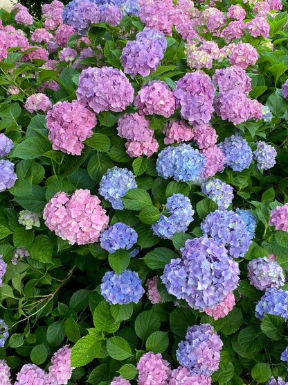 All Summer Beauty Bigleaf Hydrangea