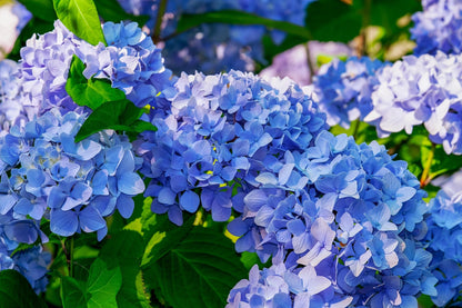 All Summer Beauty Bigleaf Hydrangea